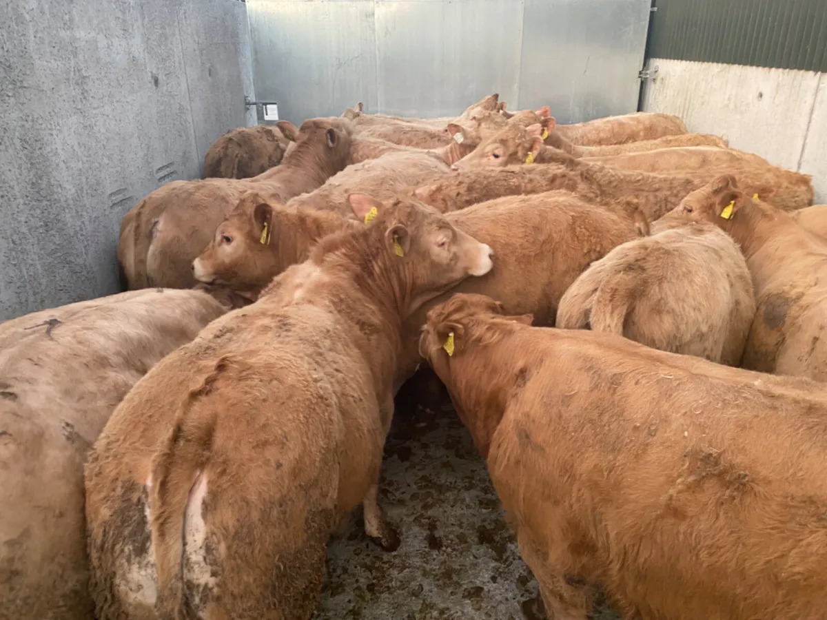 SUPER BULLOCKS - Image 1