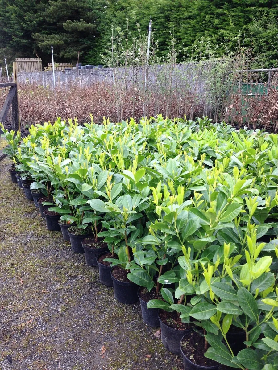 Laurel and Beech hedging - Image 3