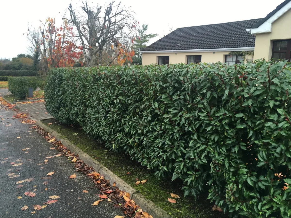 Laurel and Beech hedging - Image 1