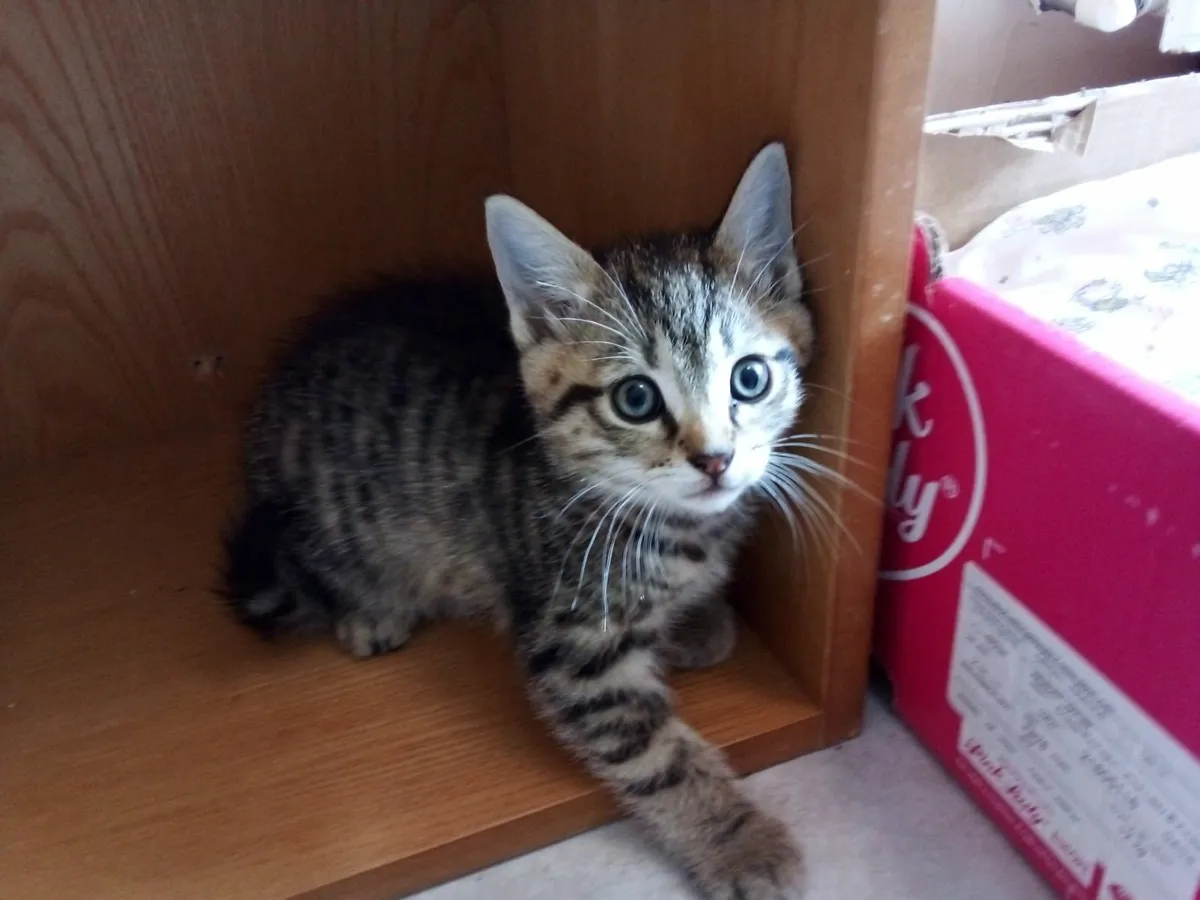 Fluffy Kittens for sale in Co. Galway for €75 on DoneDeal