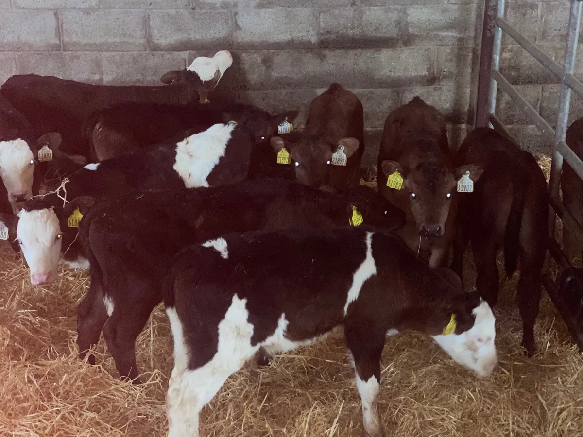 Calves for Sales for sale in Co. Wexford for €1,234 on DoneDeal