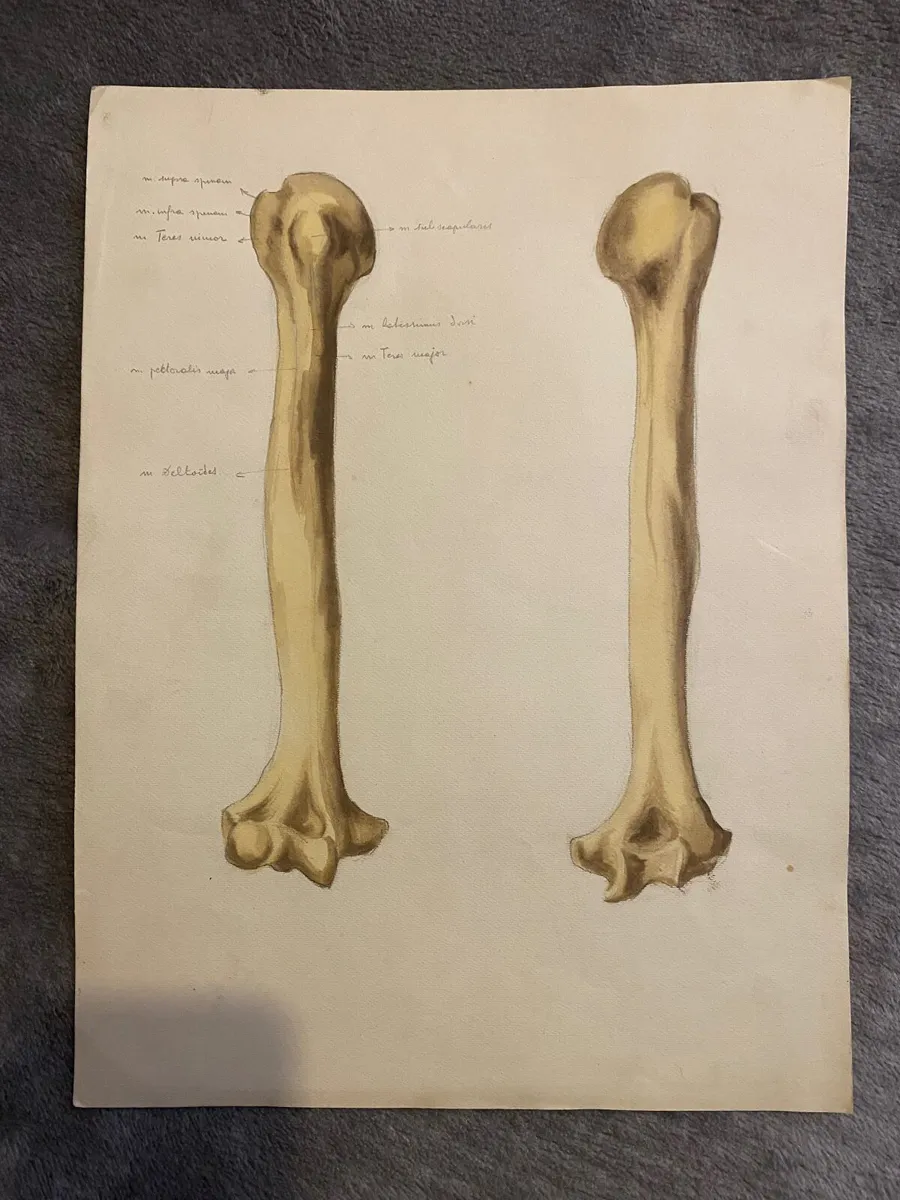 Vintage medical Painting for sale in Co. Galway for €60 on DoneDeal