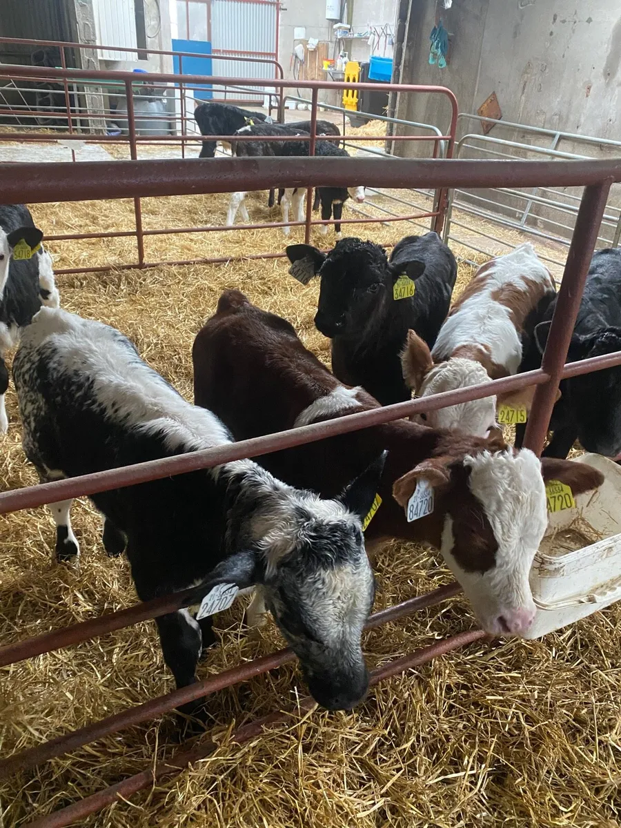 Beef calves off award winning farm for sale in Co. Wicklow for €180 on