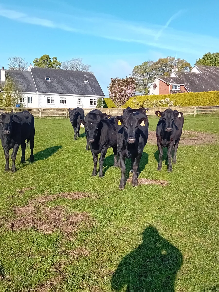 Angus heifers - Image 1