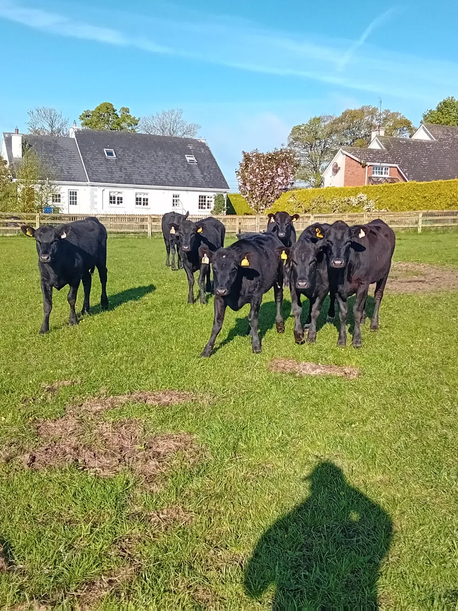 Angus heifers - Image 2