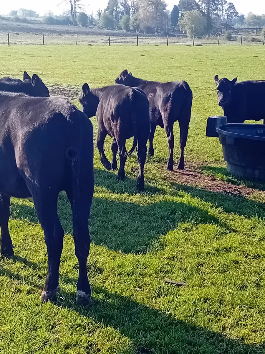 Angus heifers - Image 3