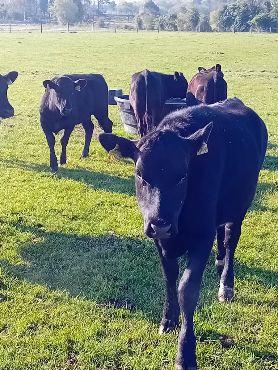 Angus heifers - Image 4