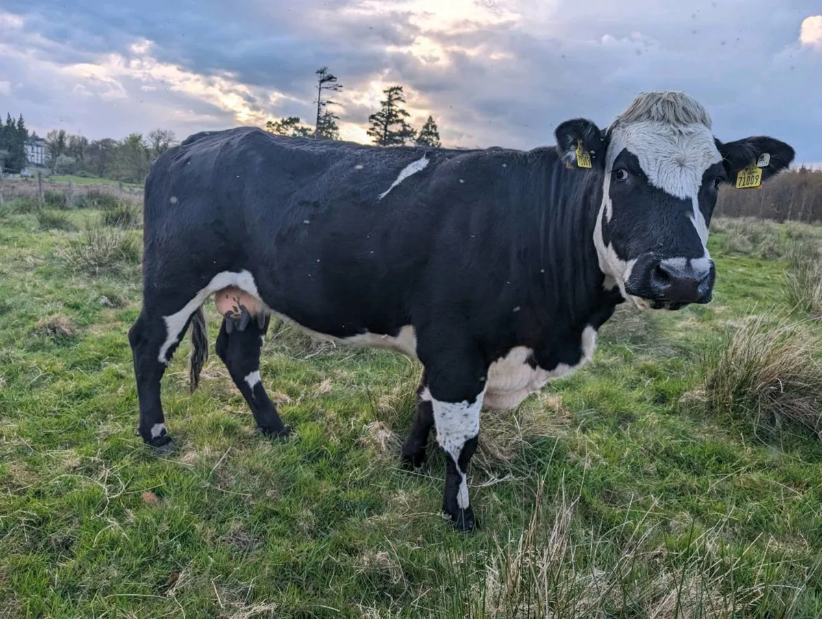 Dry cows - Image 1