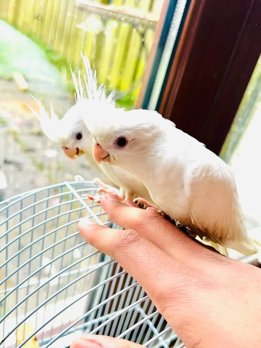 Albino Cockatiel - White Baby Hand Reared