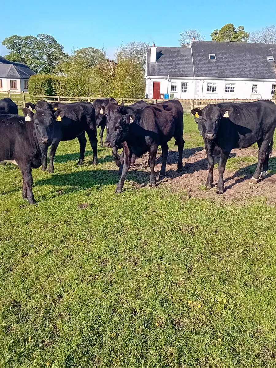 Angus weanlings - Image 3