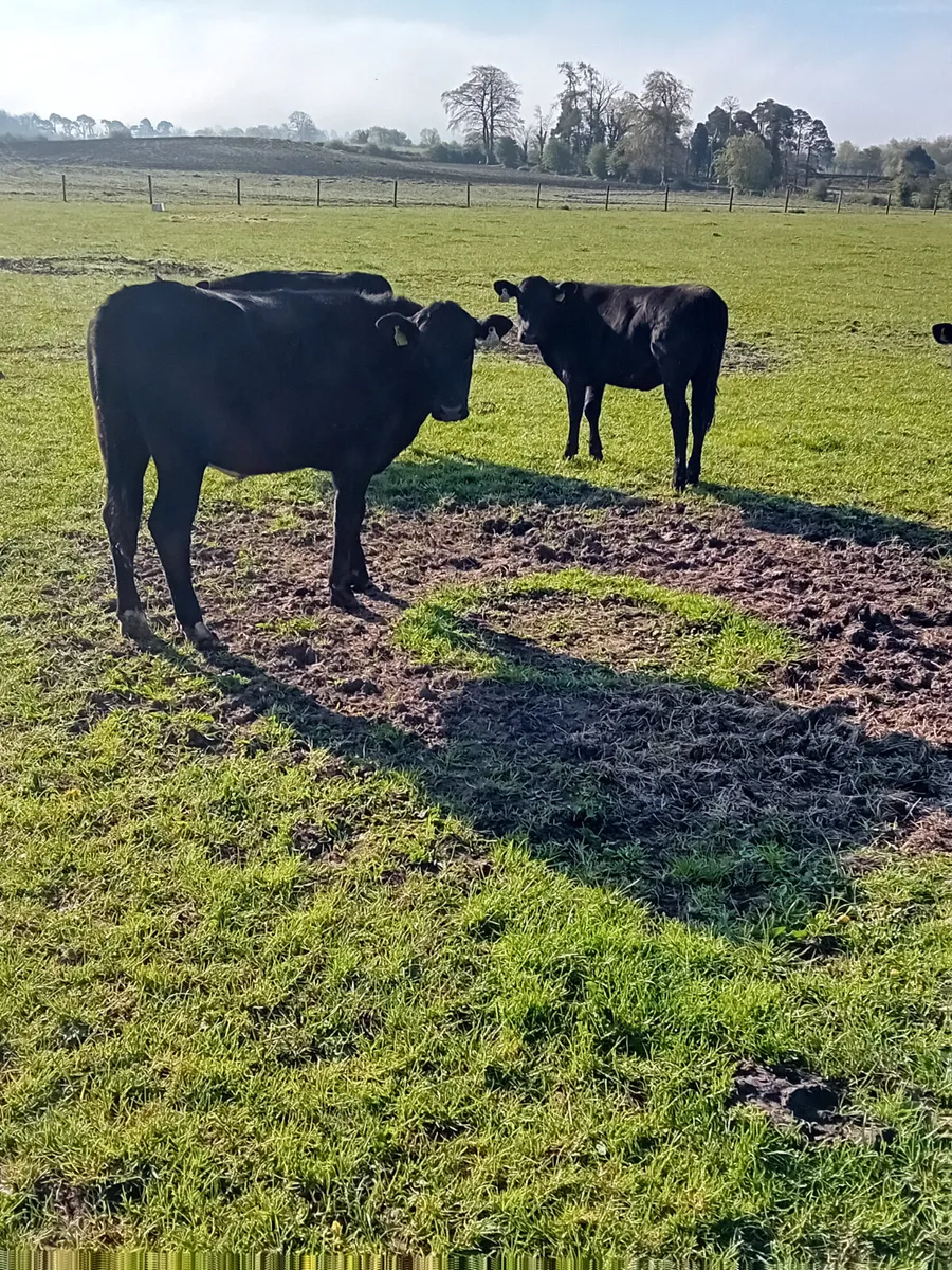 Angus weanlings - Image 4