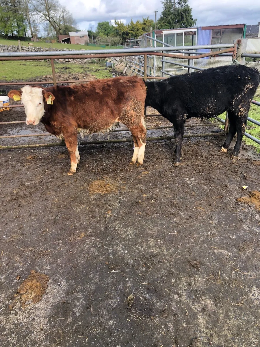 Beef Cattle for sale in Co. Galway for €700 on DoneDeal