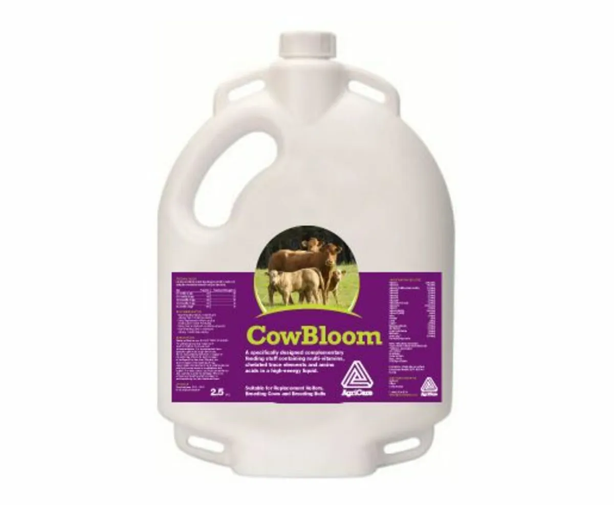 Cow Bloom