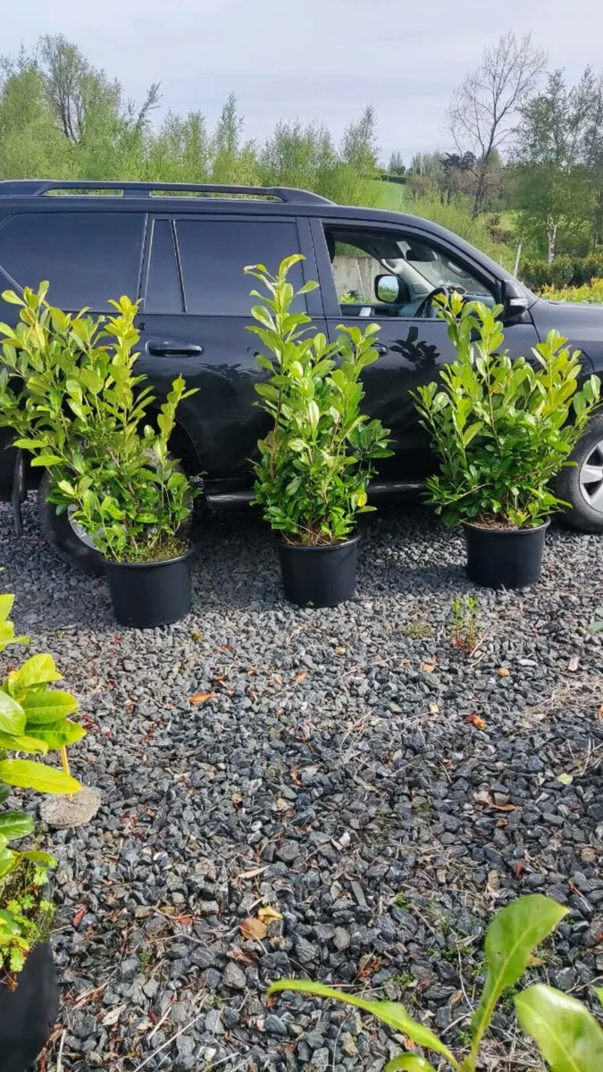 Mature Hedging in variety - Image 4