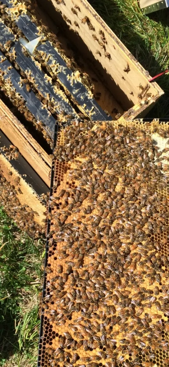 Bee nucs for sale in Co. Wexford for €12,345 on DoneDeal