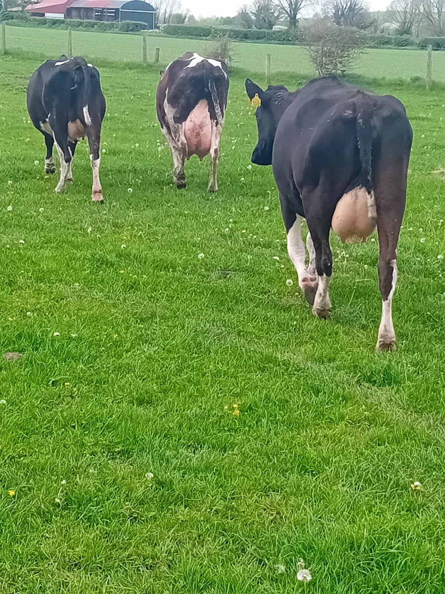 Dairy cows - Image 4