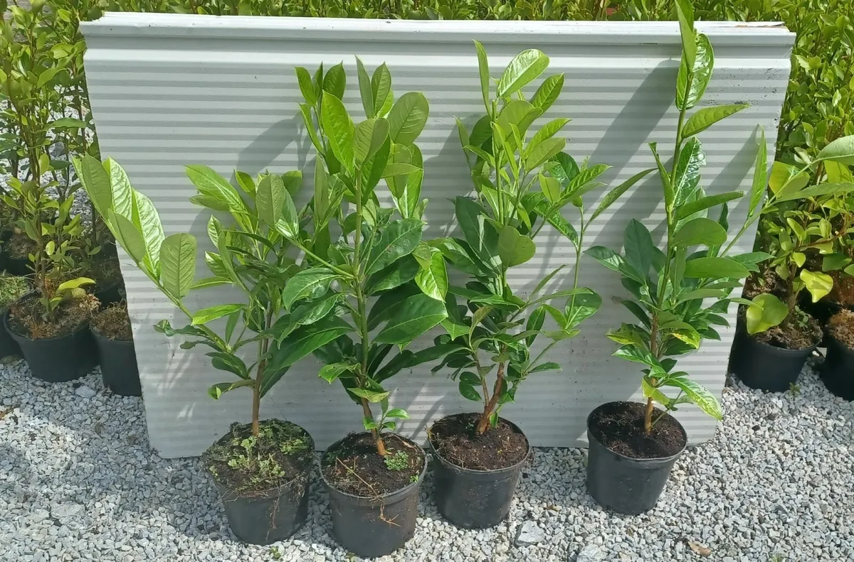 Laurel, Griselinia & Olearia- Hedging - Image 3