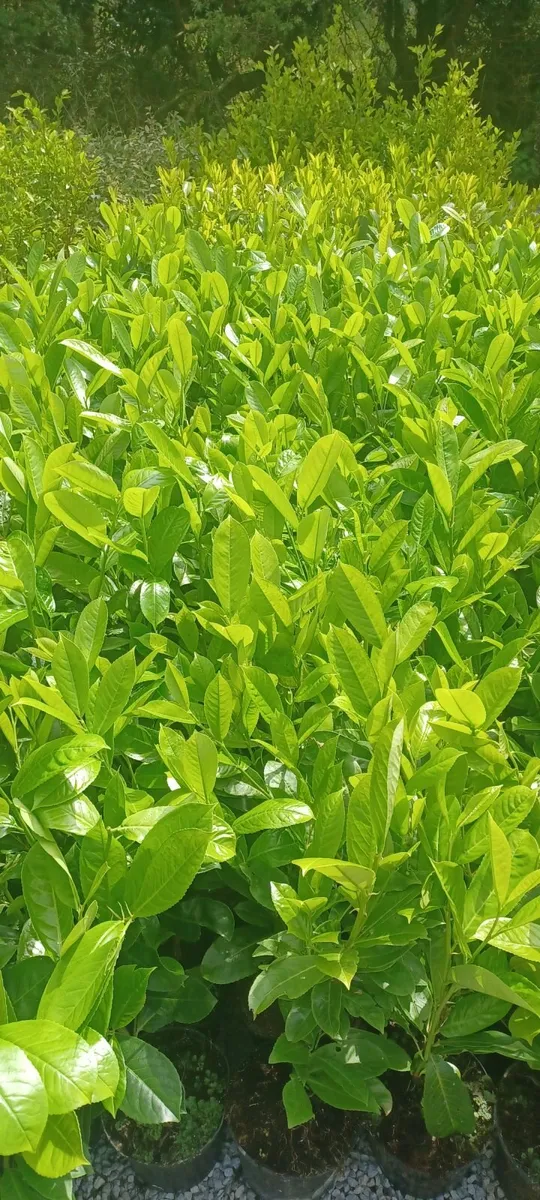 Laurel, Griselinia & Olearia- Hedging - Image 4