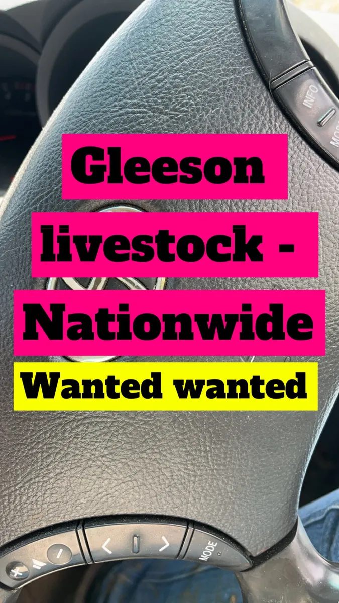 Wanted cows bulls small cattle