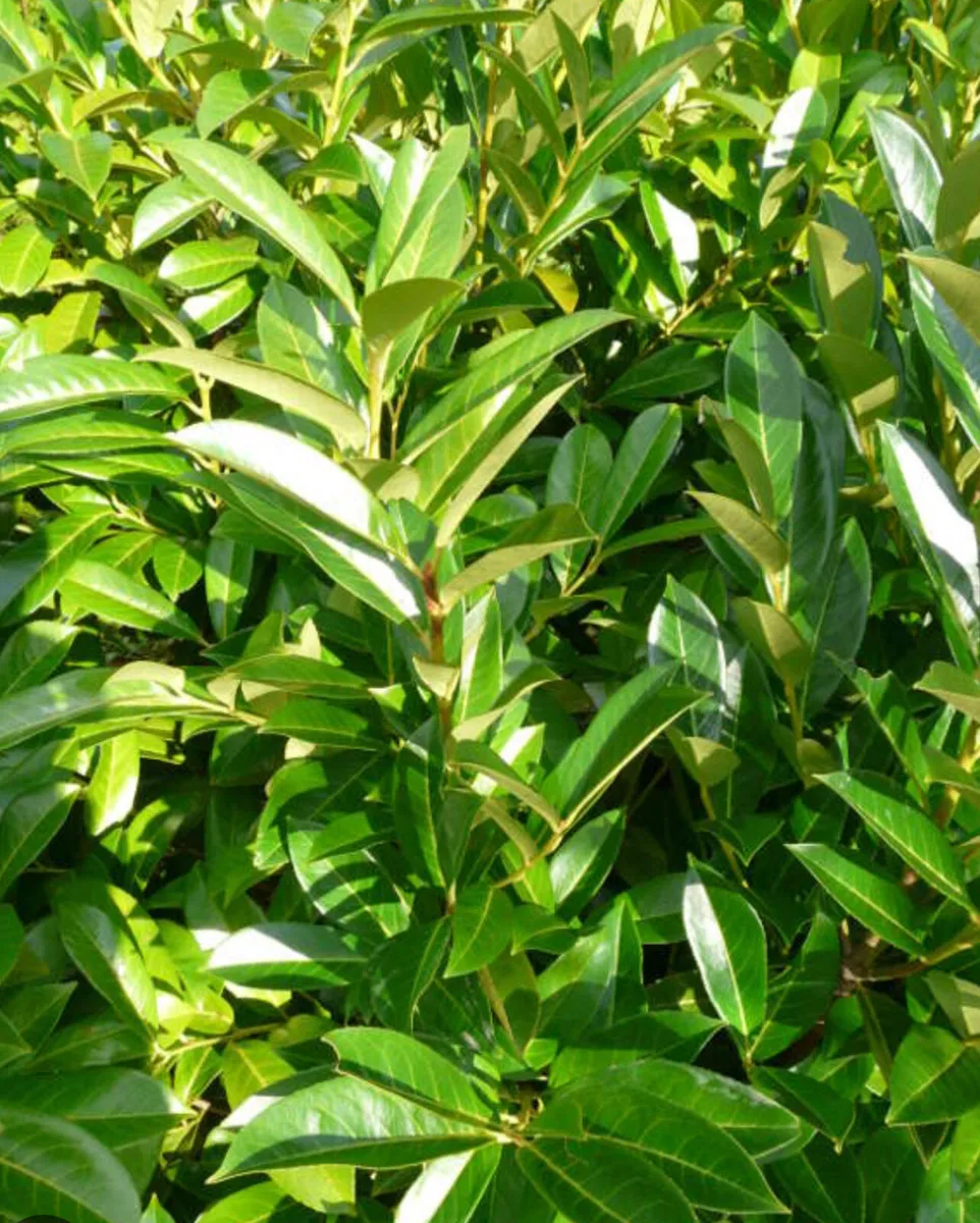 Griselinia, Laylandi, Laurel, fast growing hedge!! - Image 3