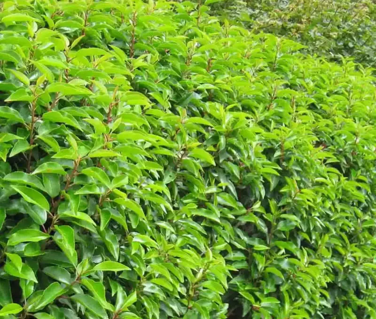 Griselinia, Laurel, Red robin fast growing hedge!! - Image 3