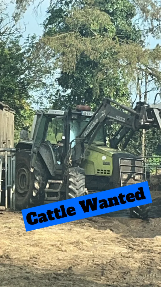 Cows/bulls & small cattle WANTED