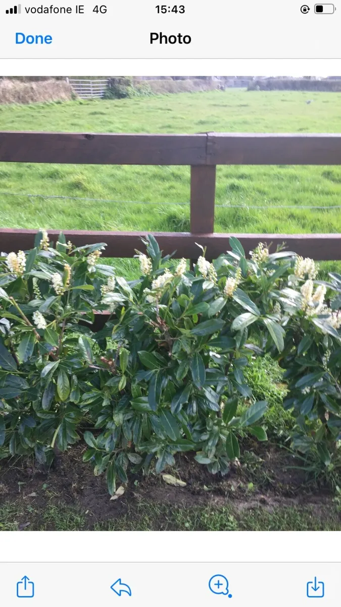 Griselinia, laurel hedging - Image 2