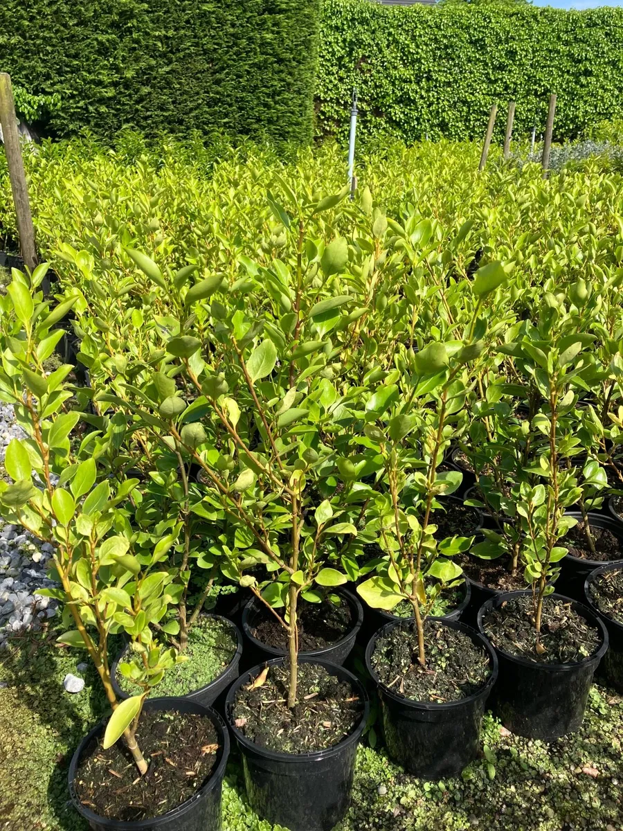 Griselinia, laurel hedging - Image 1