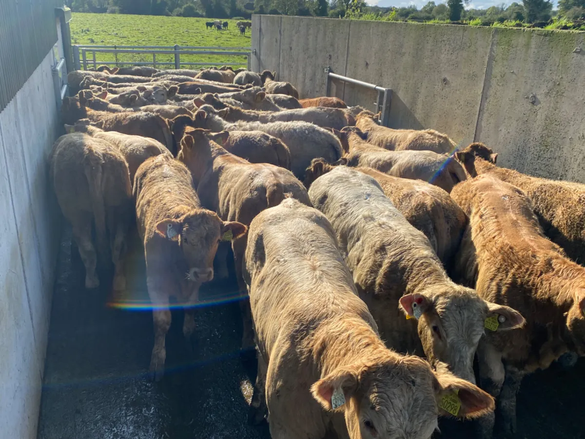 Super Heifers - Image 2