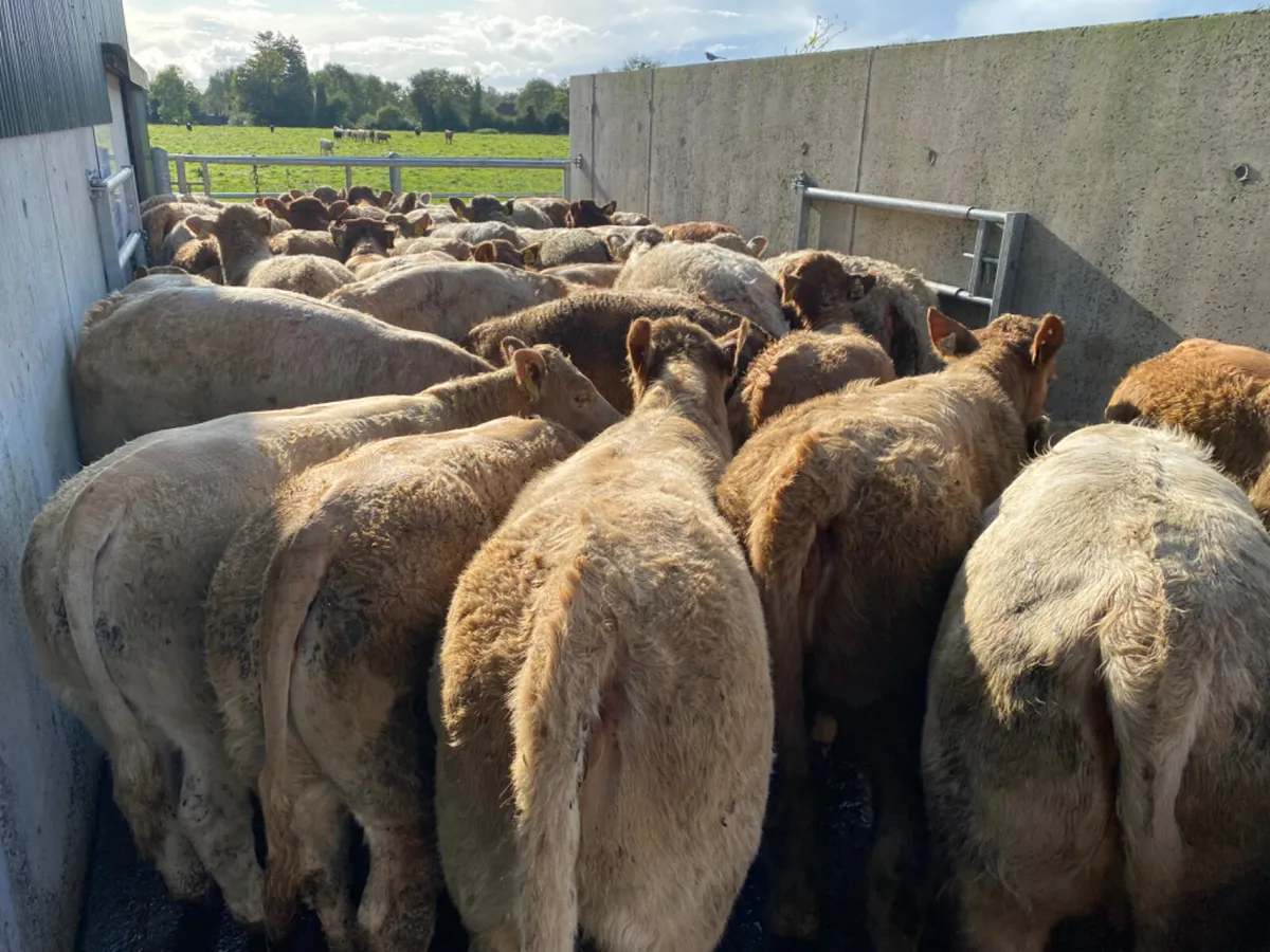 Super Heifers - Image 1