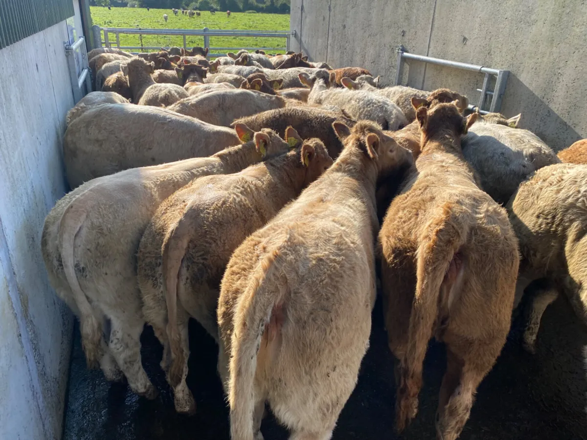 Super Heifers - Image 3