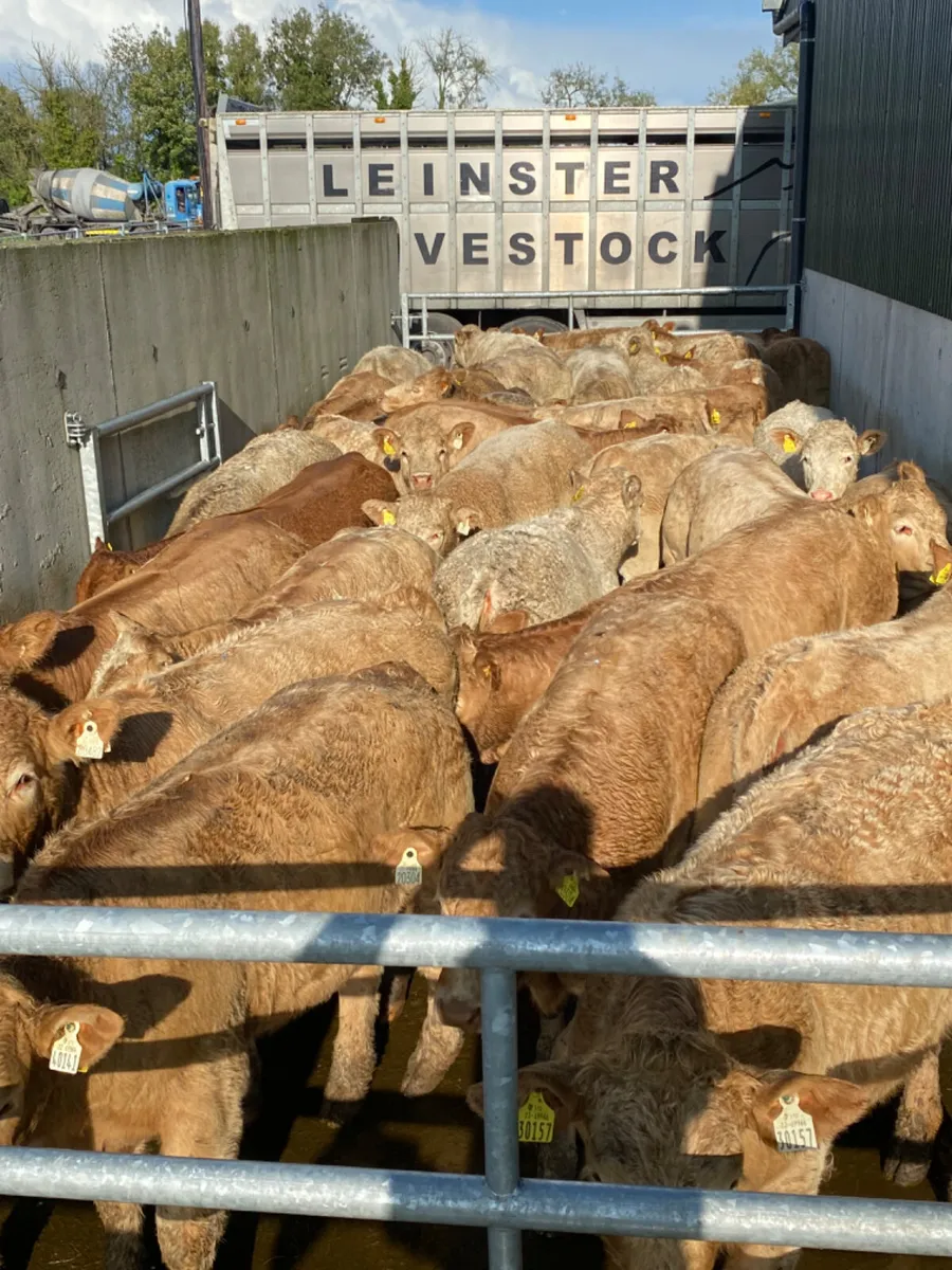 Mayo Heifers - Image 2