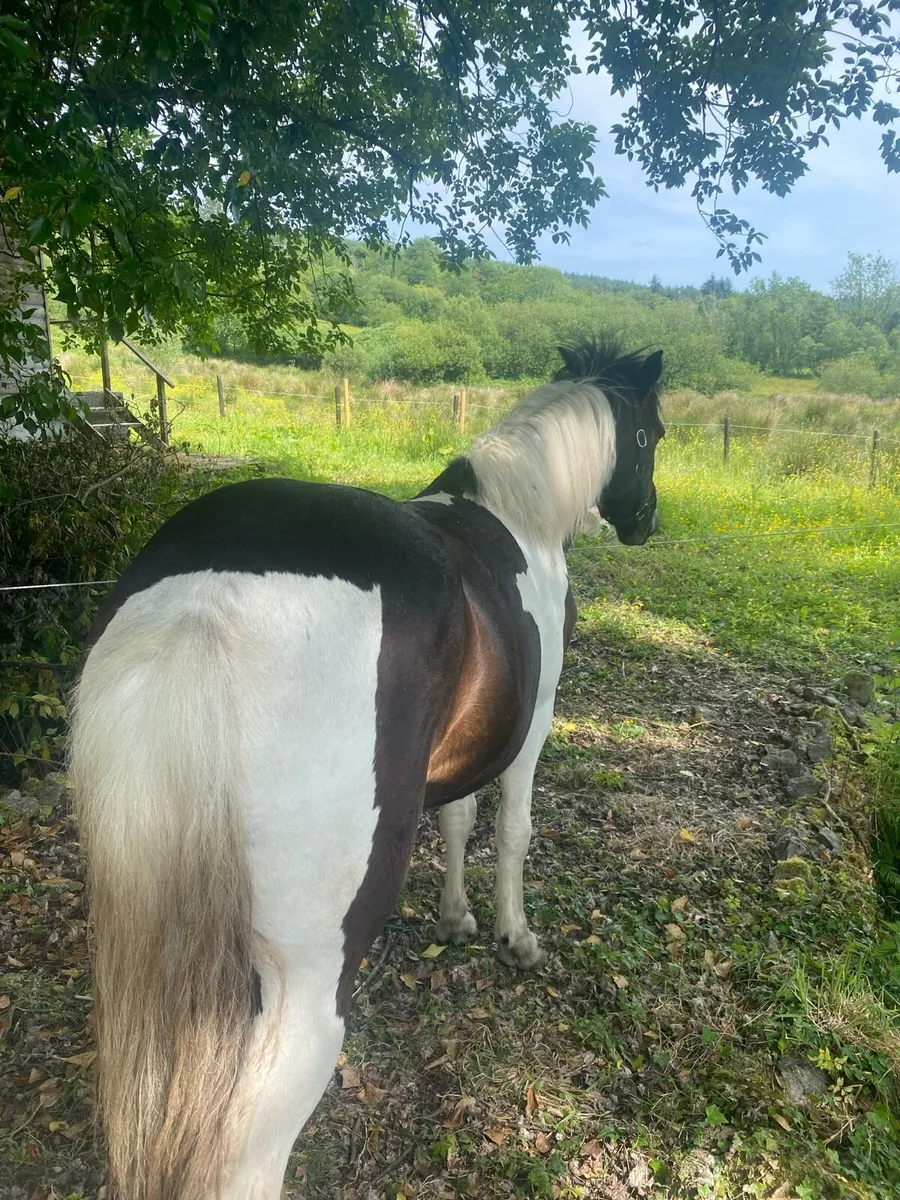 Pony for sale in Co. Leitrim for €3,500 on DoneDeal