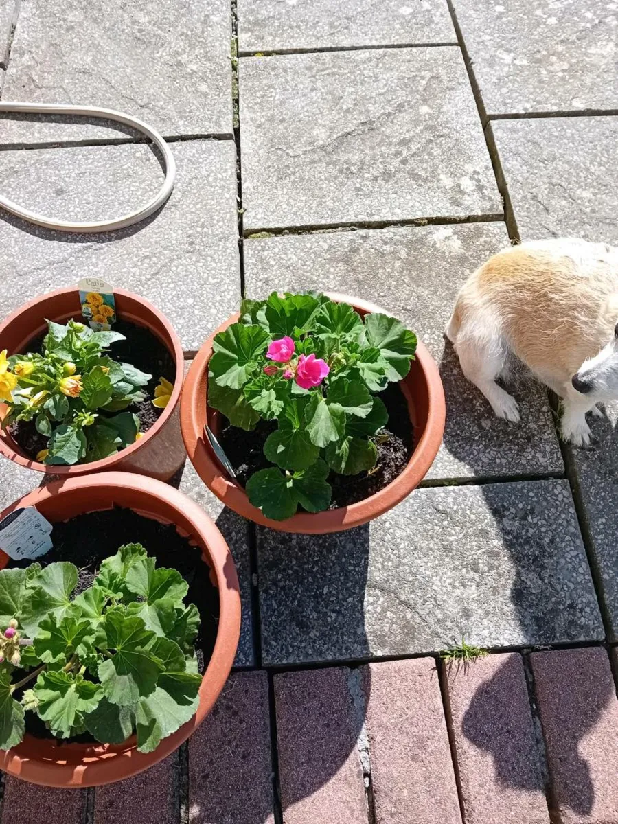 dahlias4-and2-geranium-in-tubs-5-euros-for-sale-in-co-limerick-for-30