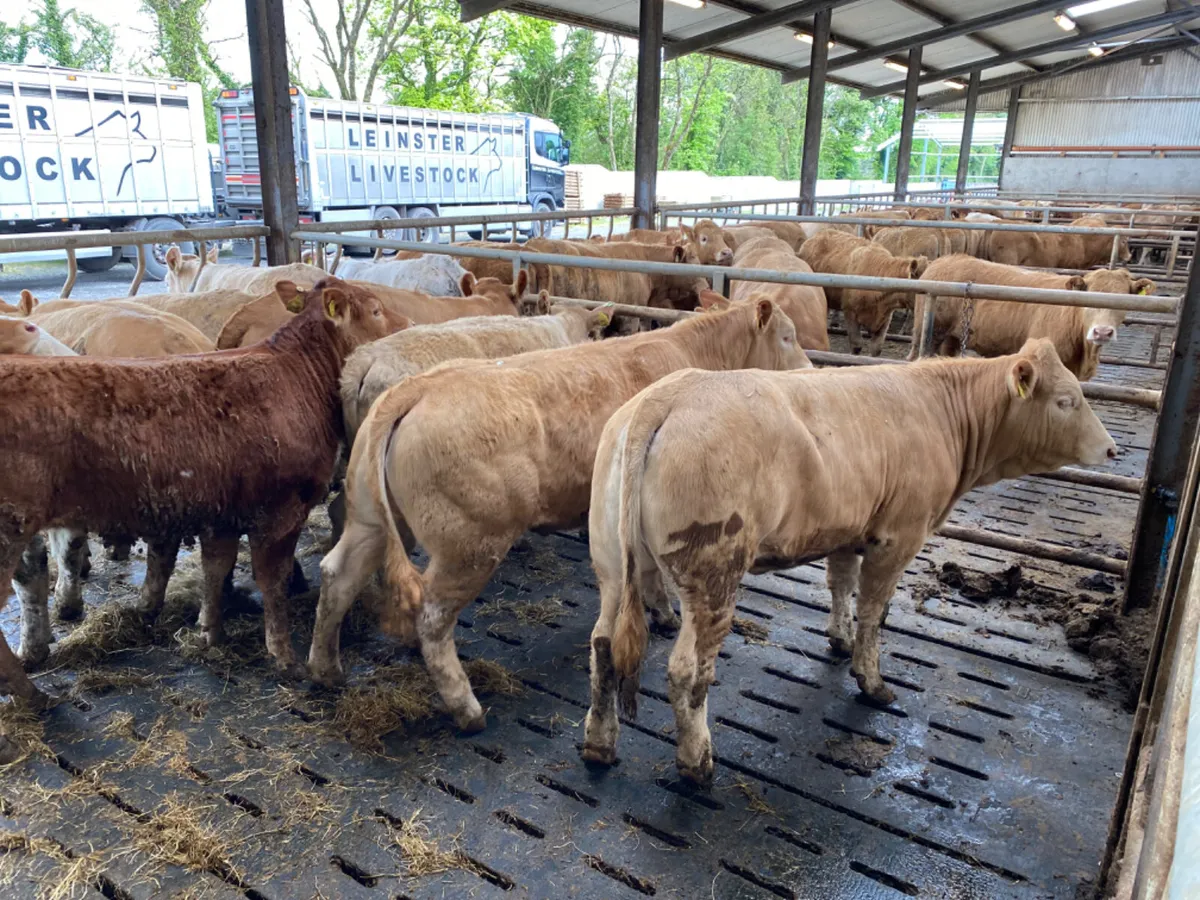 Just in Heifers - Image 1