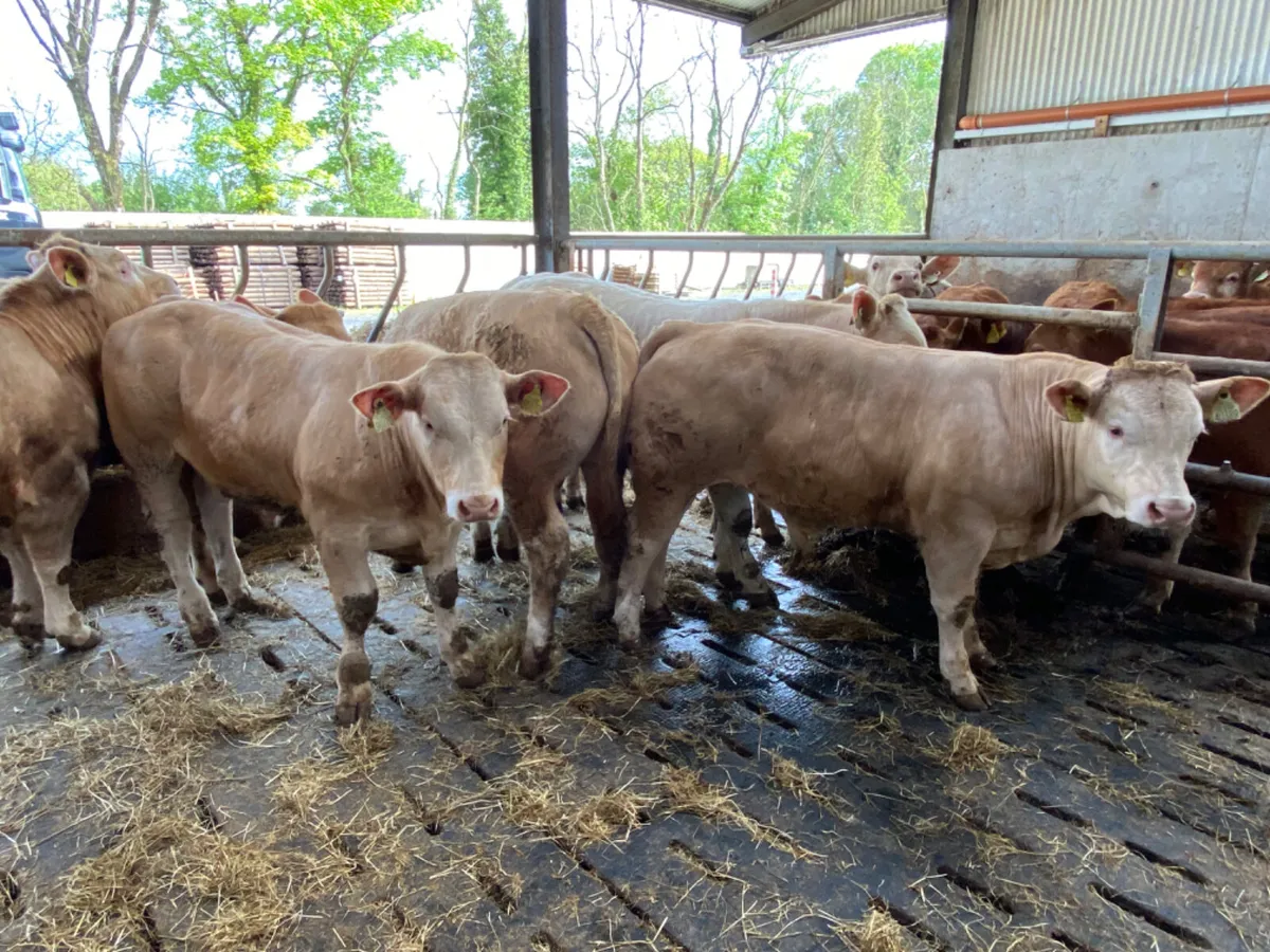 Savage Bullocks - Image 3