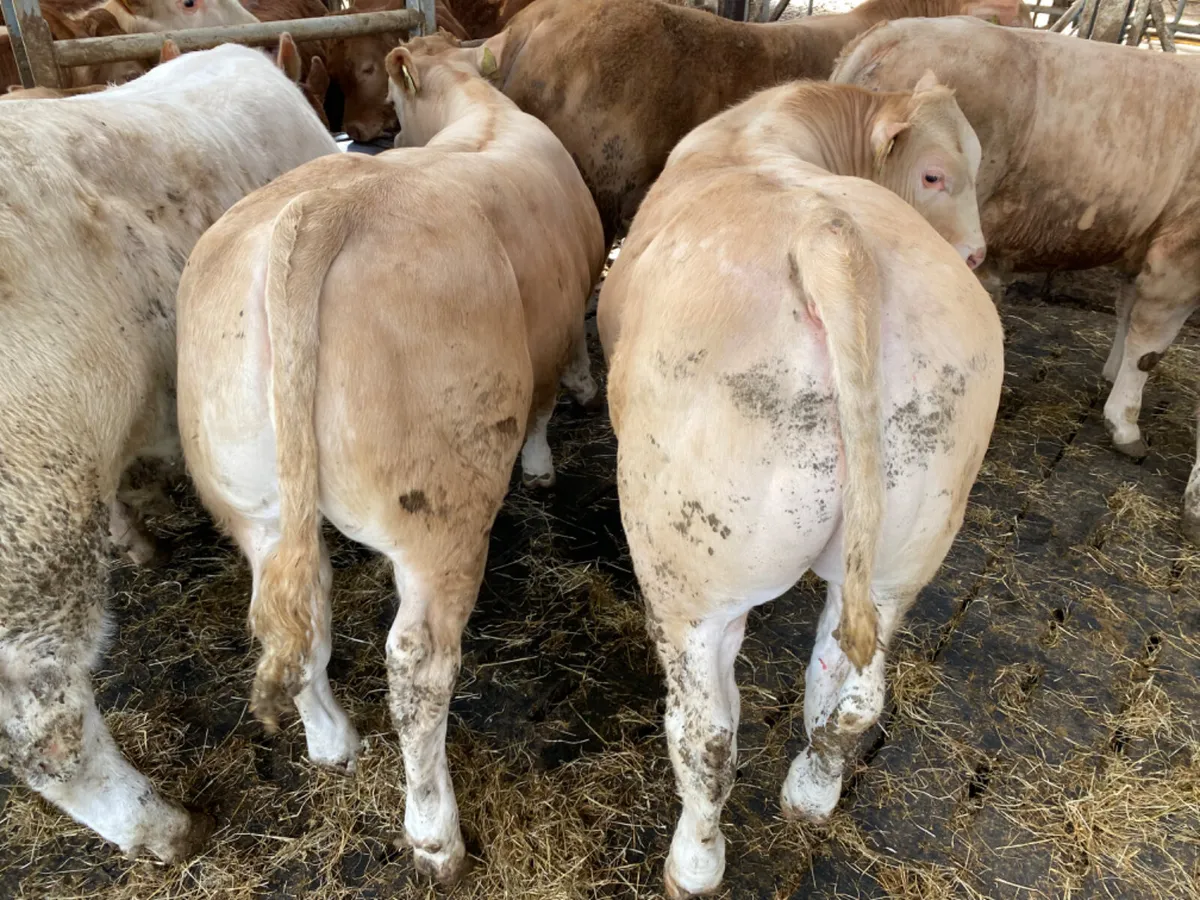 Savage Bullocks - Image 1