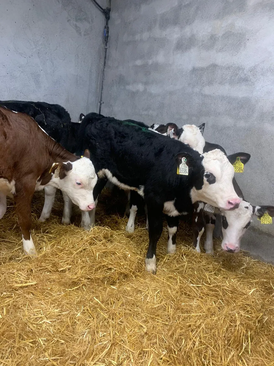 6 Super Quality Strong HE Heifer Calves - Image 1