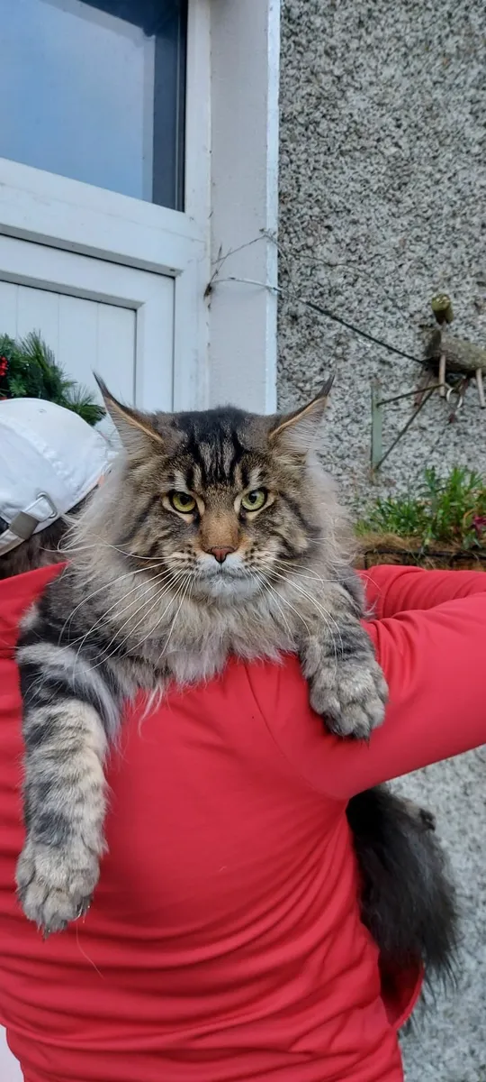 Royal Maine Coon kittens - Image 3