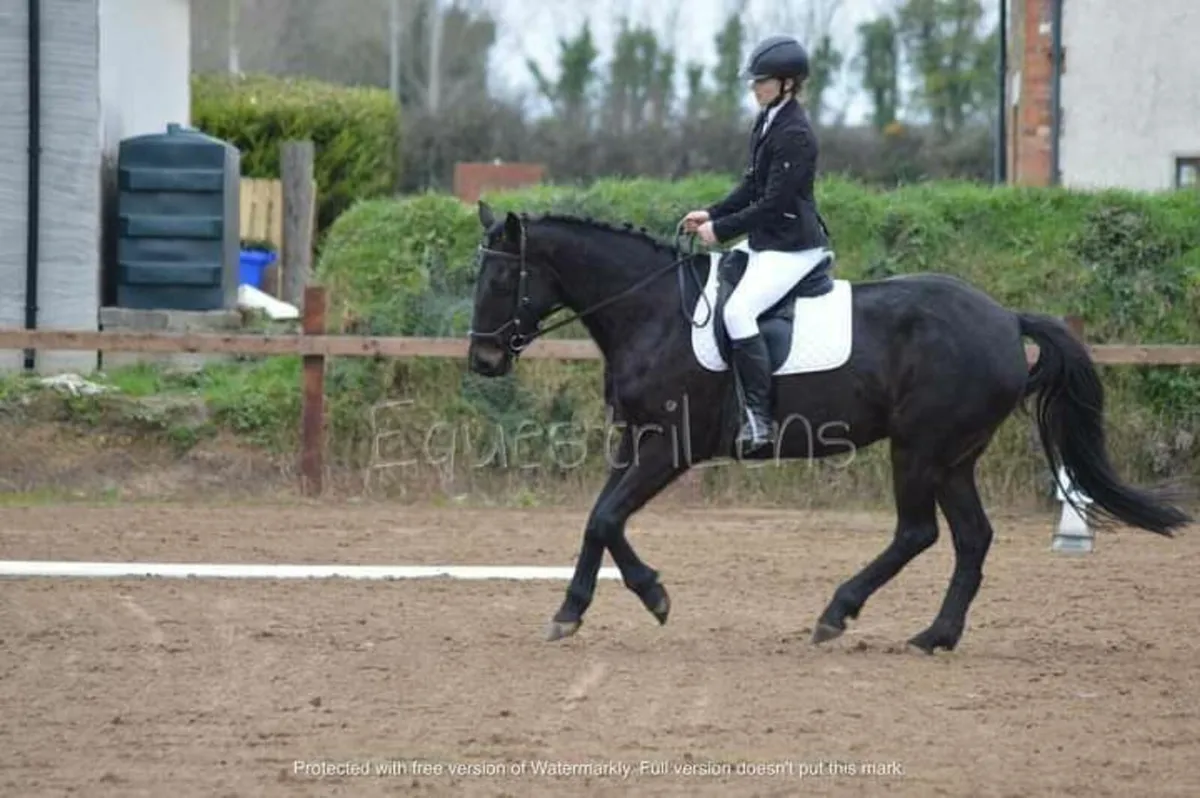 Breaking, starting horses, schooling... for sale in Co. Wexford for €1