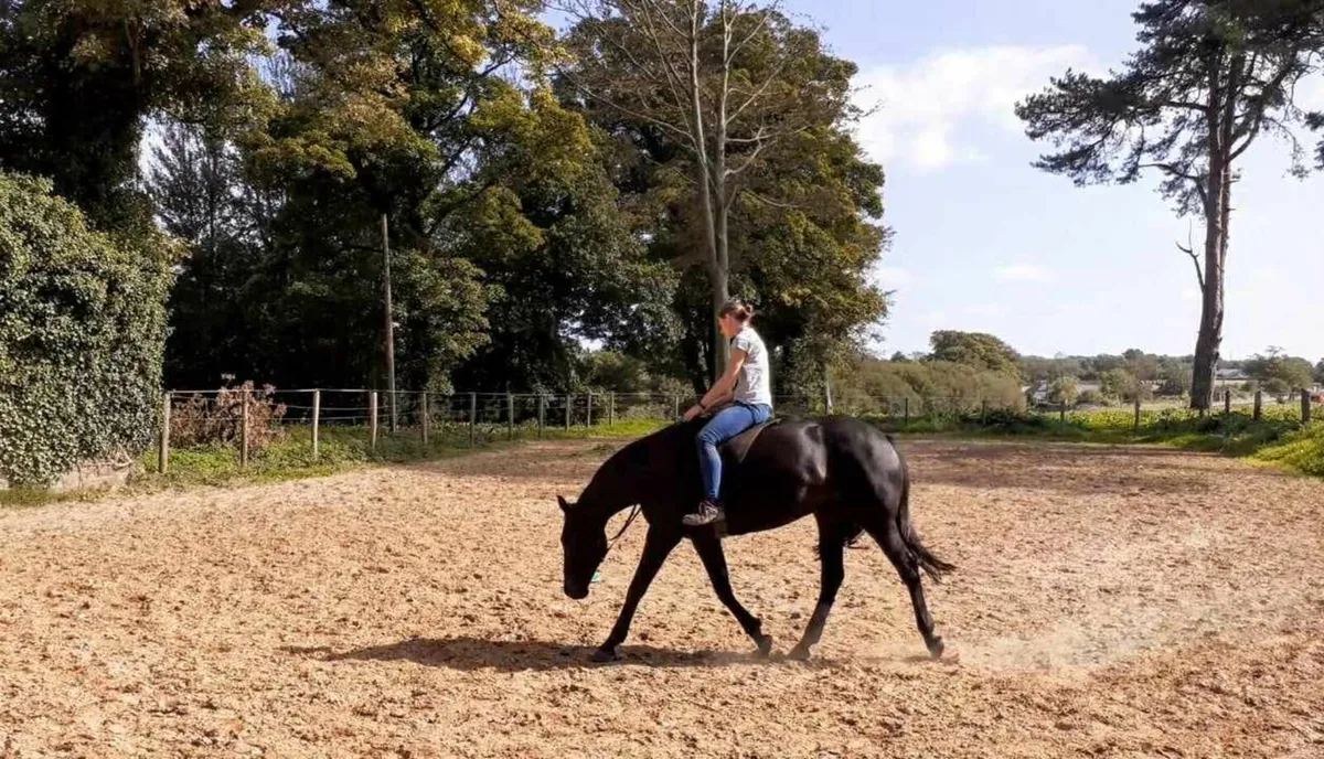Breaking, starting horses, schooling... for sale in Co. Wexford for €1
