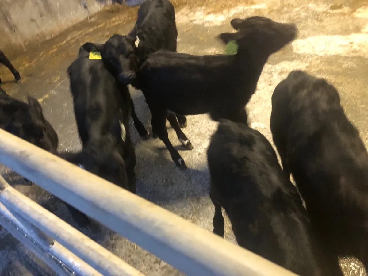 Aberdeen Angus bull & heifer calves for sale for sale in Co. Galway for