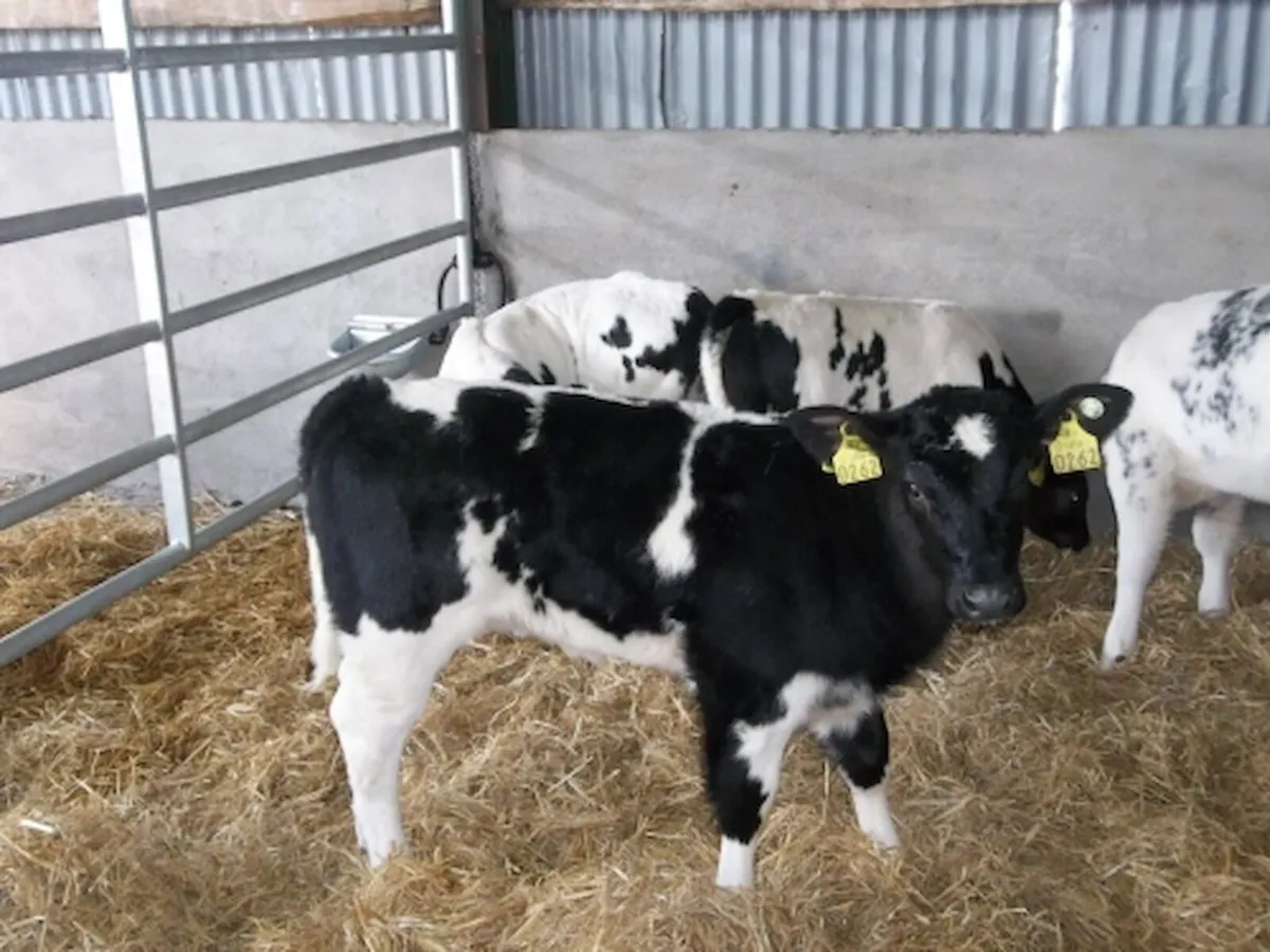 WANTED CALVES FOR EXPORT.