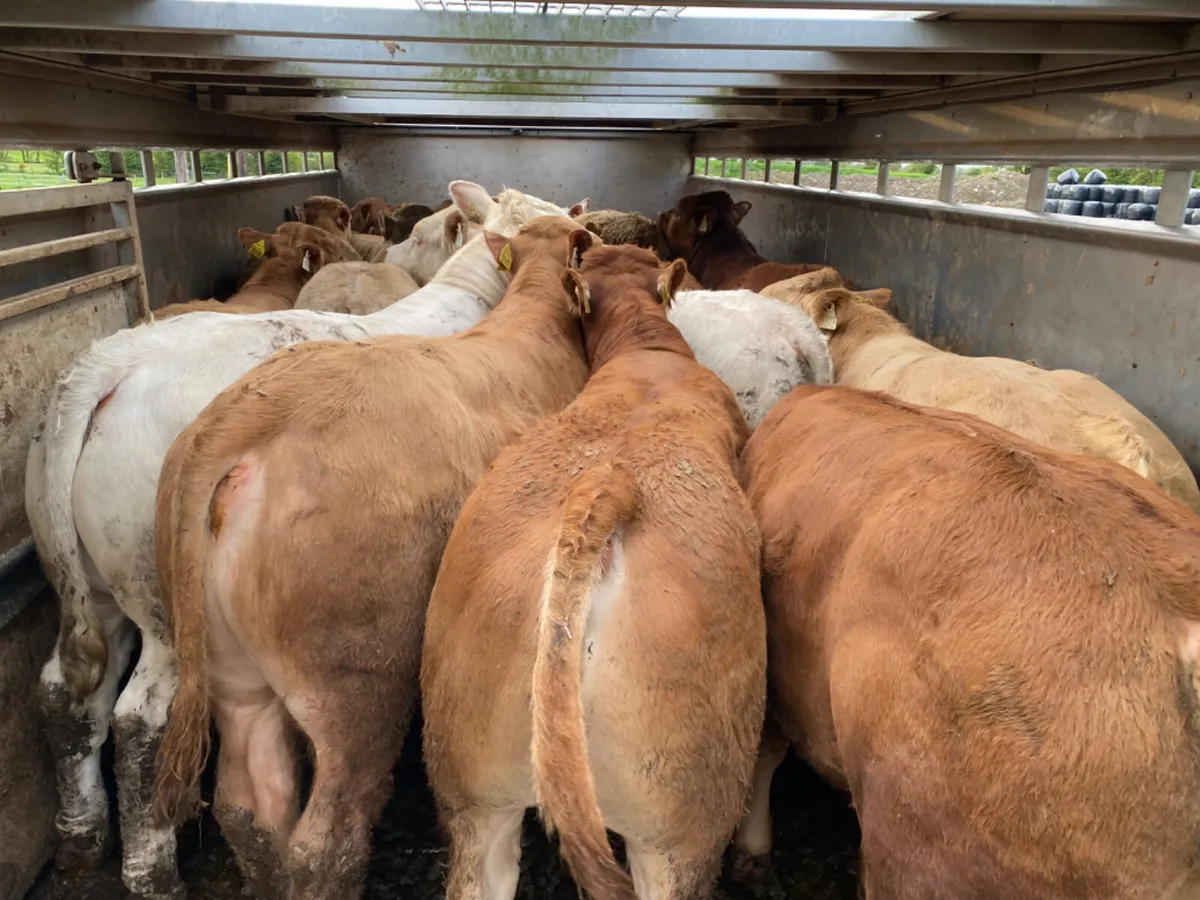 Charolais Bullocks - Image 1