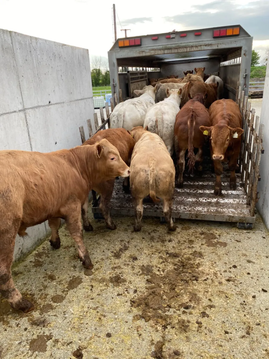 Charolais Bullocks - Image 1