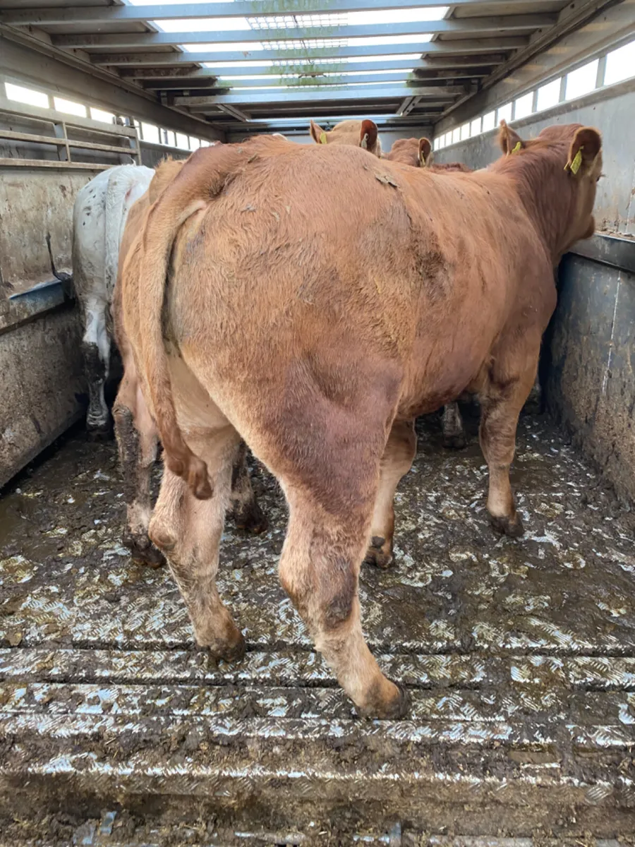 Charolais Bullocks - Image 3