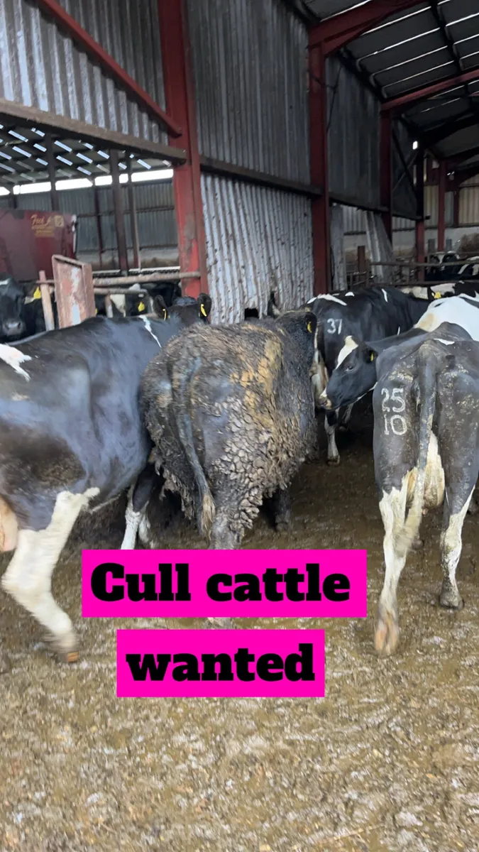 Cull & poor quality cattle WANTED