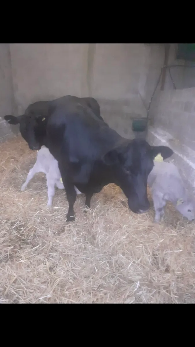 2 Aberdeen Angus heifers with calves at foot for sale in Co. Donegal