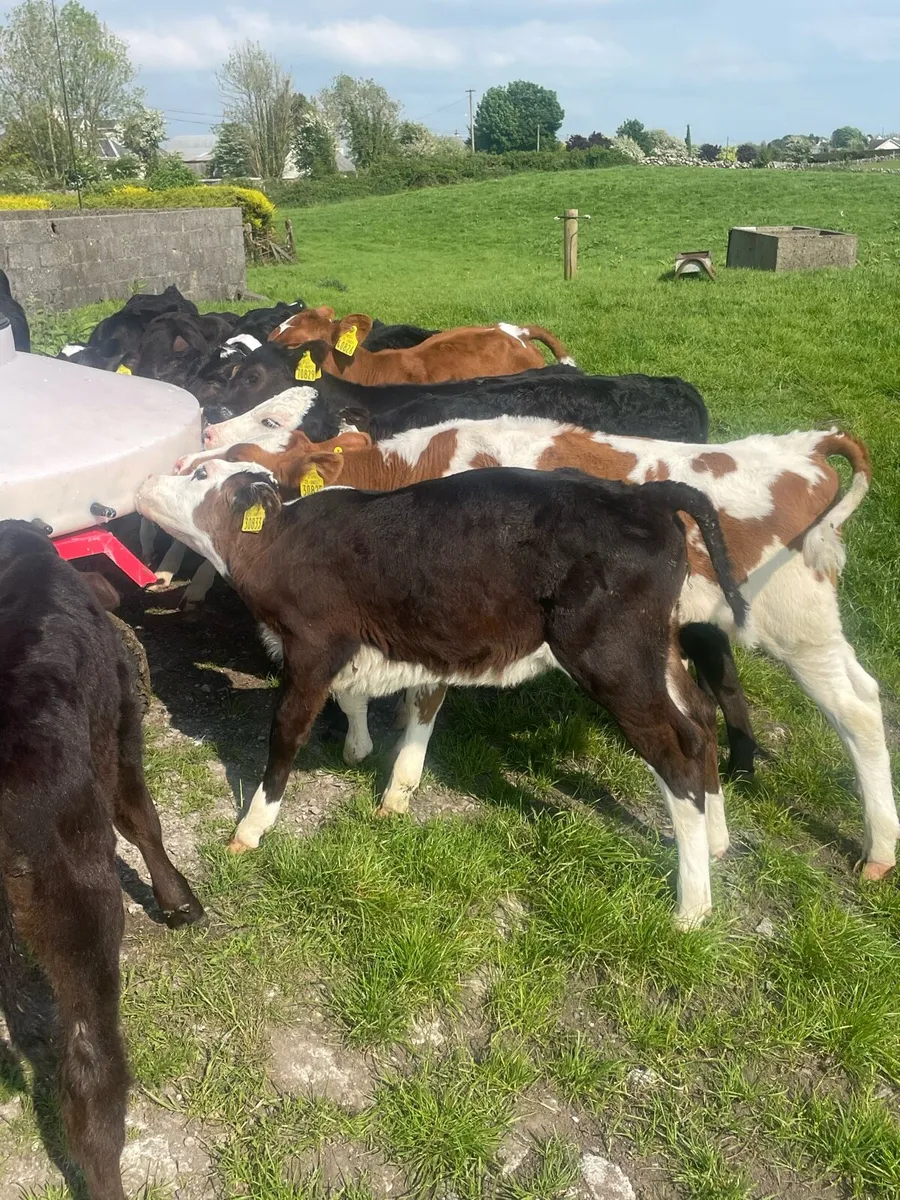 Angus shorthorn and white head Calves for sale in Co. Galway for €1,234
