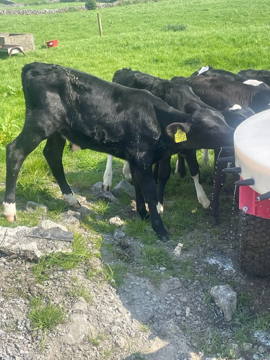 Angus shorthorn and white head Calves for sale in Co. Galway for €1,234